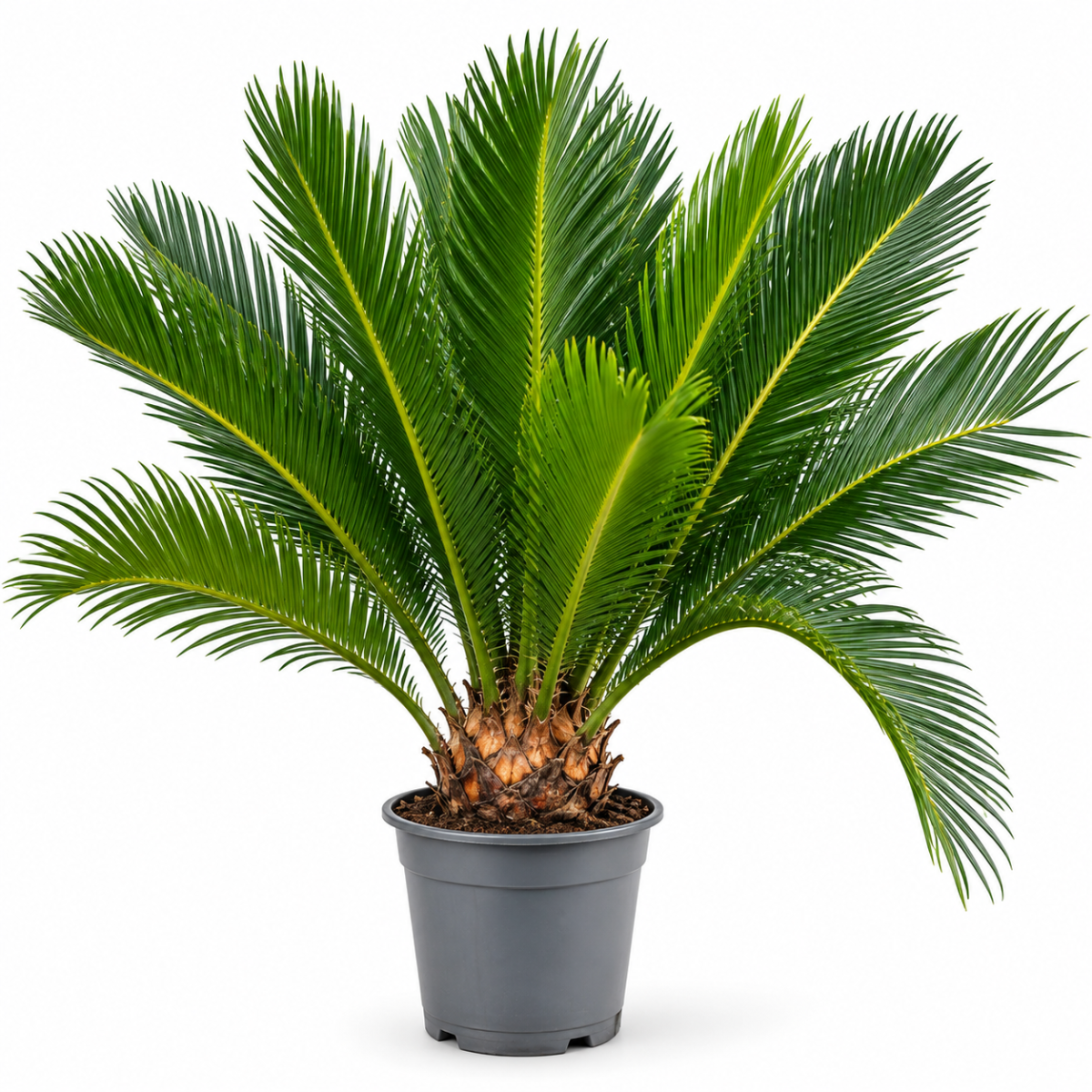 CYCAS REVOLUTA