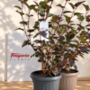 Physocarpus opulifolius