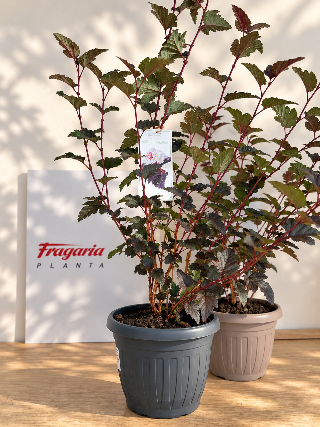3ecc8c40-8355-4966-917f-4db98a4d7f15 Physocarpus opulifolius