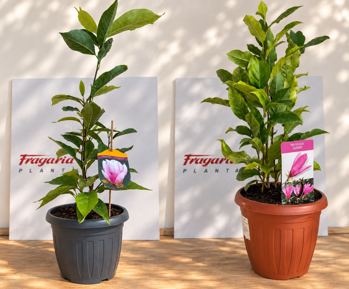 416bfdf2-d7cc-456f-b62d-2f7a765e89f2 Magnolia