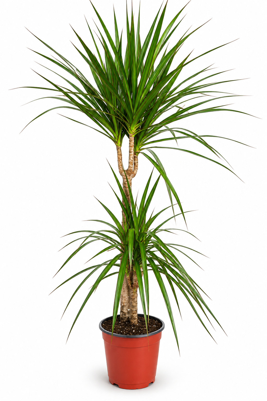 DRACENA MARGINATA