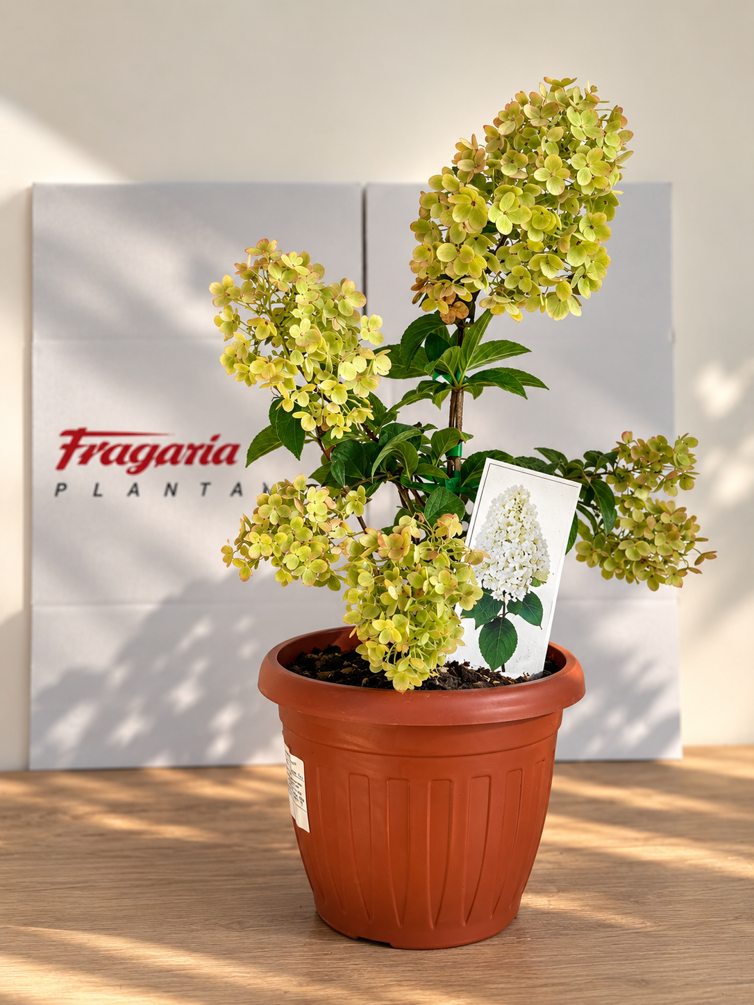 52f4481f-6b44-48c5-b902-6102894d07f7 Hyndrangea paniculata