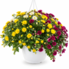 CHRYSANTHEMUM