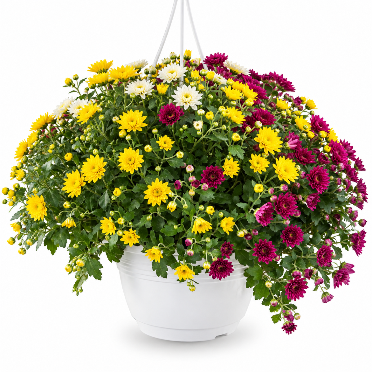 CHRYSANTHEMUM