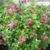 Hibiscus syriacus
