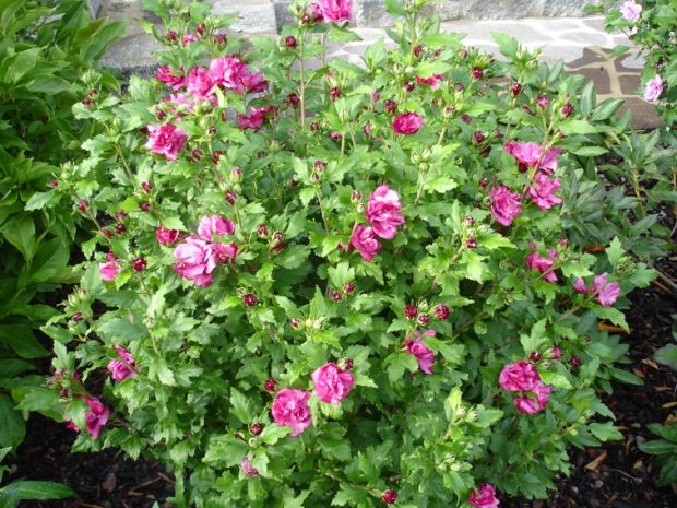 Hibiscus syriacus