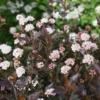 Physocarpus opulifolius