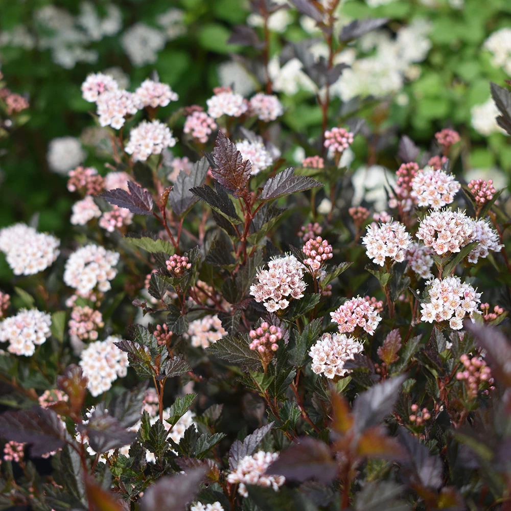 Physocarpus opulifolius