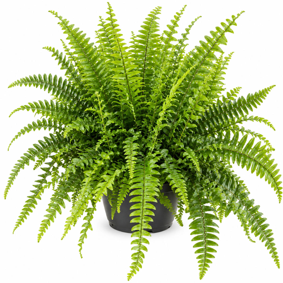 NEPHROLEPIS