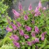 Buddleja davidii