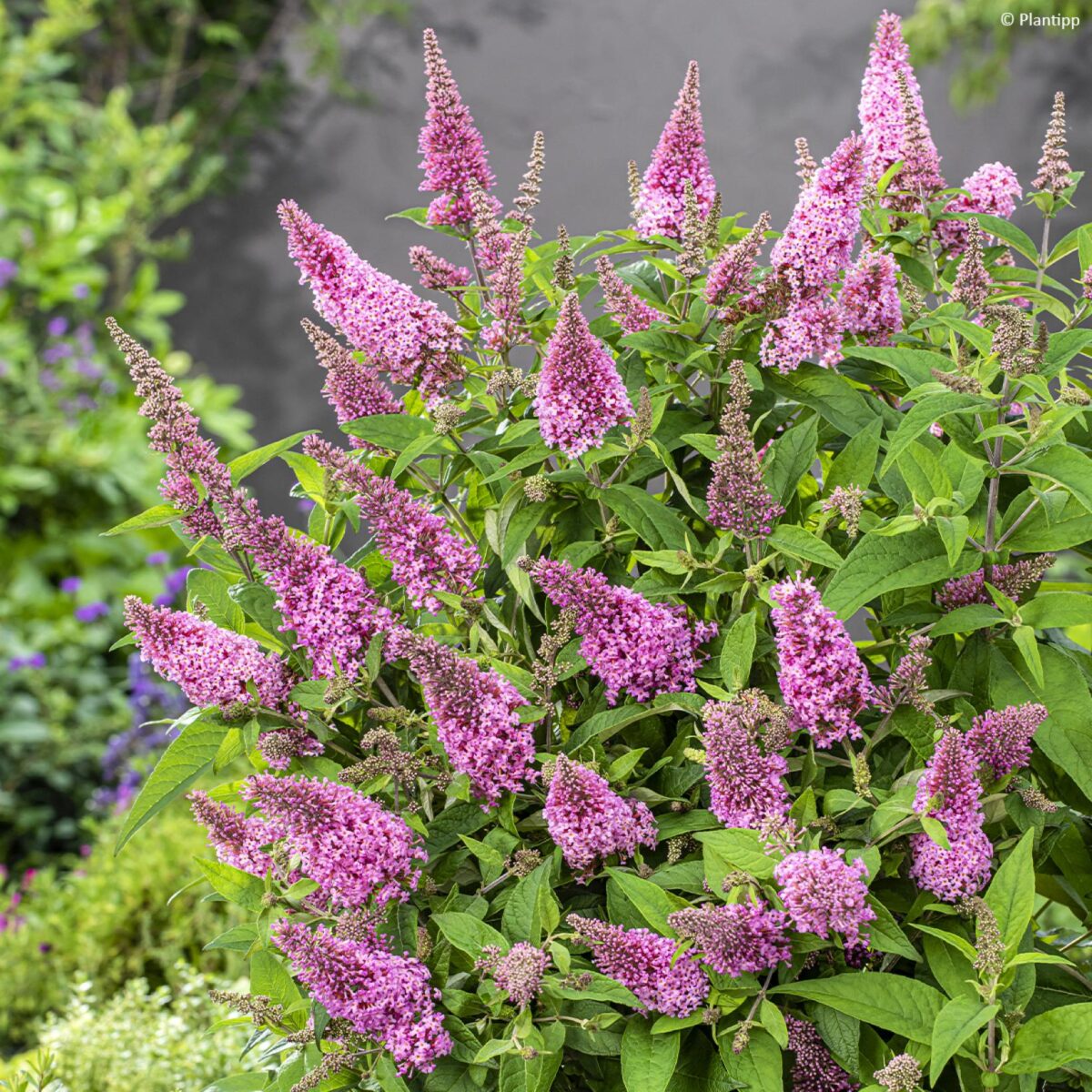 Buddleja davidii