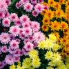 CHRYSANTHEMUM