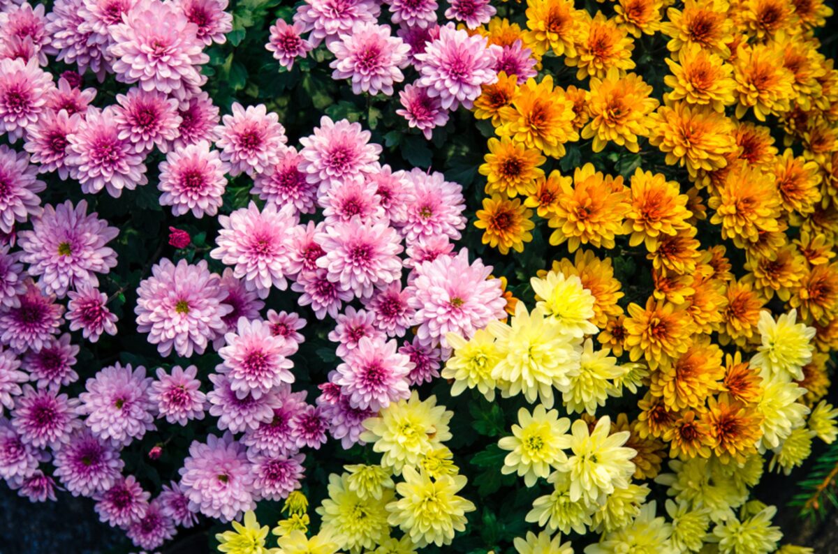 CHRYSANTHEMUM