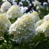 Hyndrangea paniculata