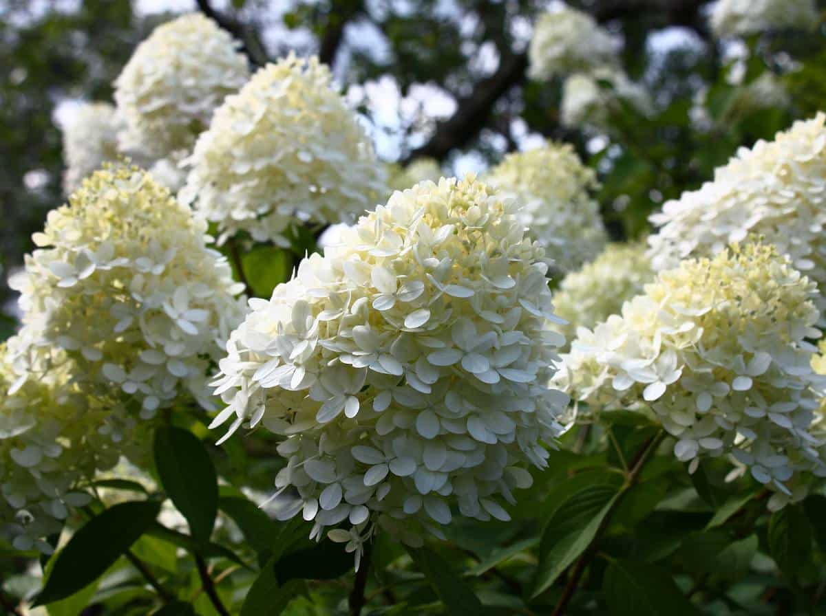 Hyndrangea paniculata