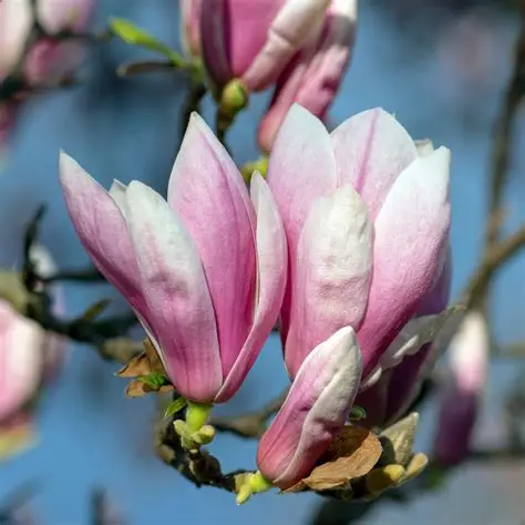 Magnolia
