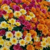 CHRYSANTHEMUM
