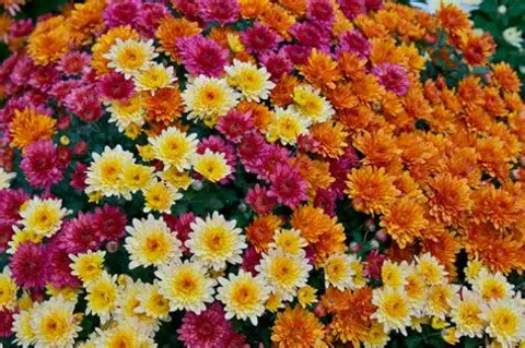 CHRYSANTHEMUM