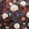 Physocarpus opulifolius