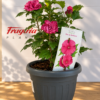 Hibiscus syriacus