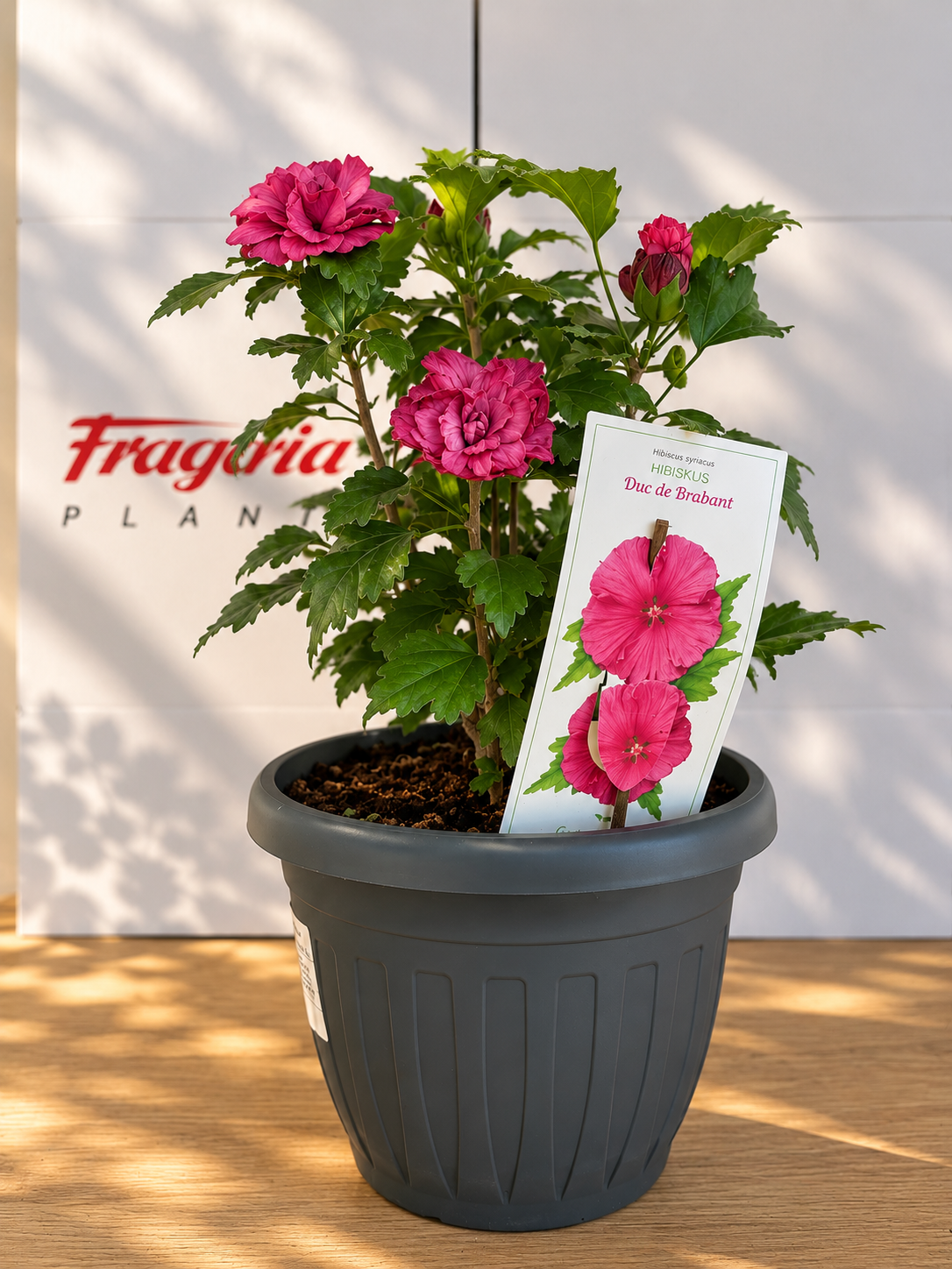 d5fb0fe5-5125-47b2-81fd-5bc2f545f2ad Hibiscus syriacus