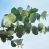 Eucalyptus Blue Ice