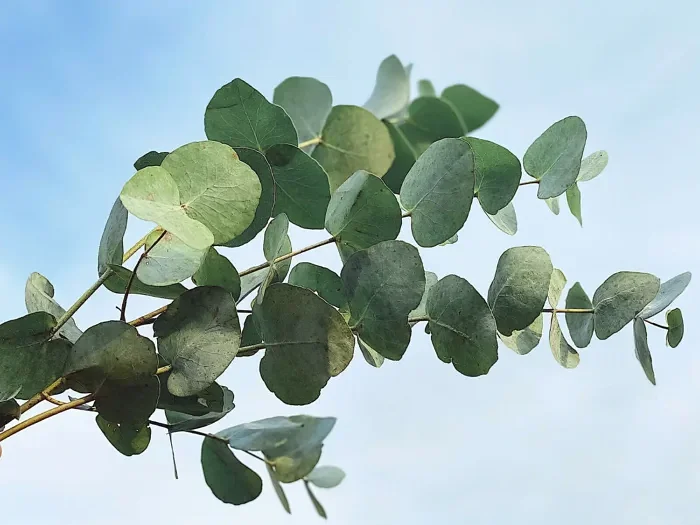 Eucalyptus Blue Ice