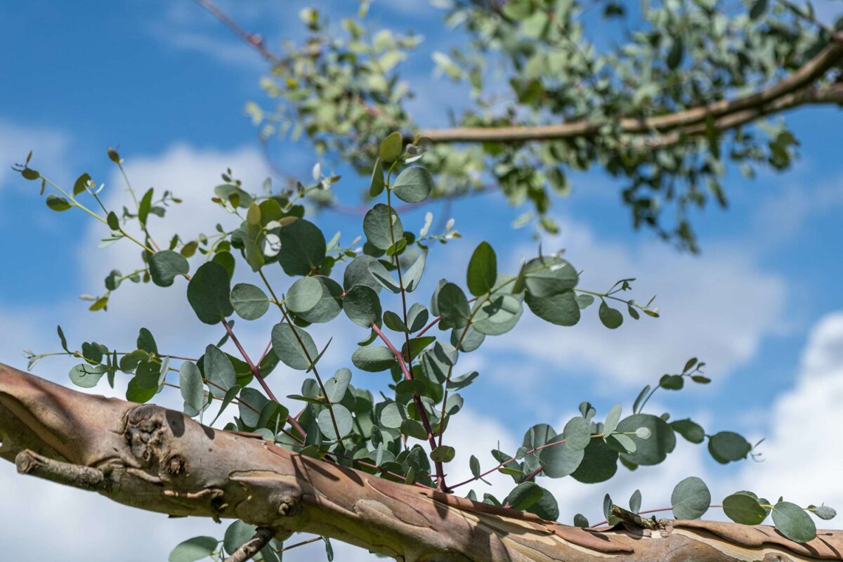 Eucalyptus Blue Ice