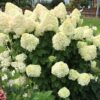 Hyndrangea paniculata