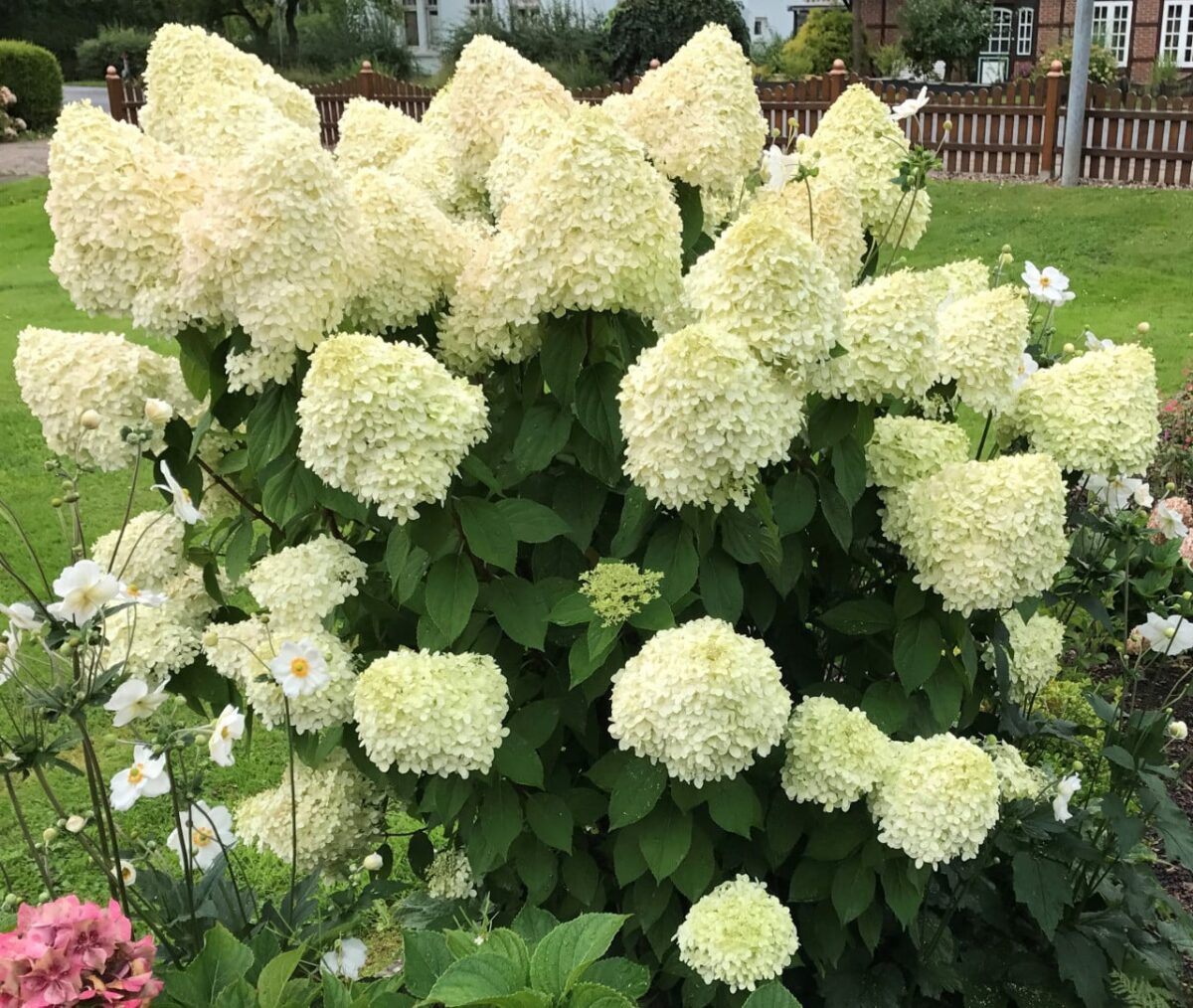 Hyndrangea paniculata