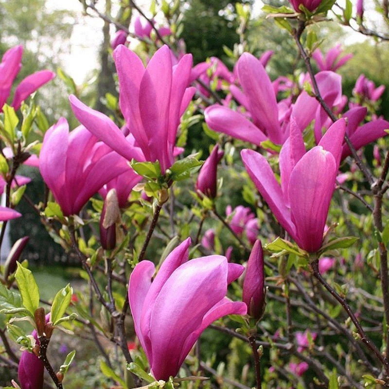 Magnolia