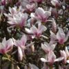 Magnolia