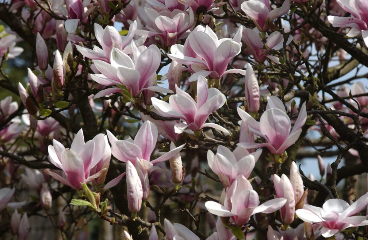Magnolia