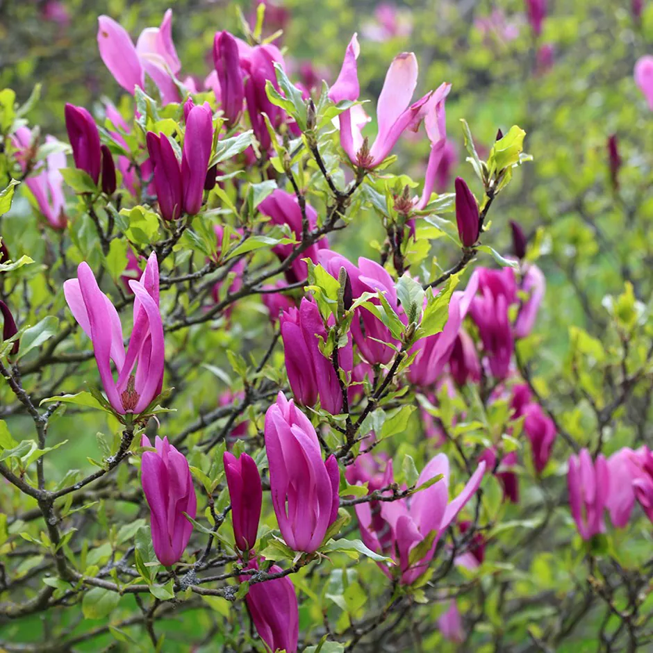 Magnolia