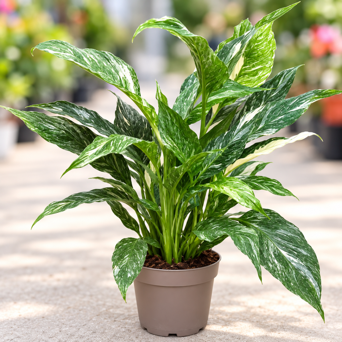 12cbea43-855b-4545-b8e6-1fa713c7990f (1) SPATHIPHYLLUM VARIEGATA D14
