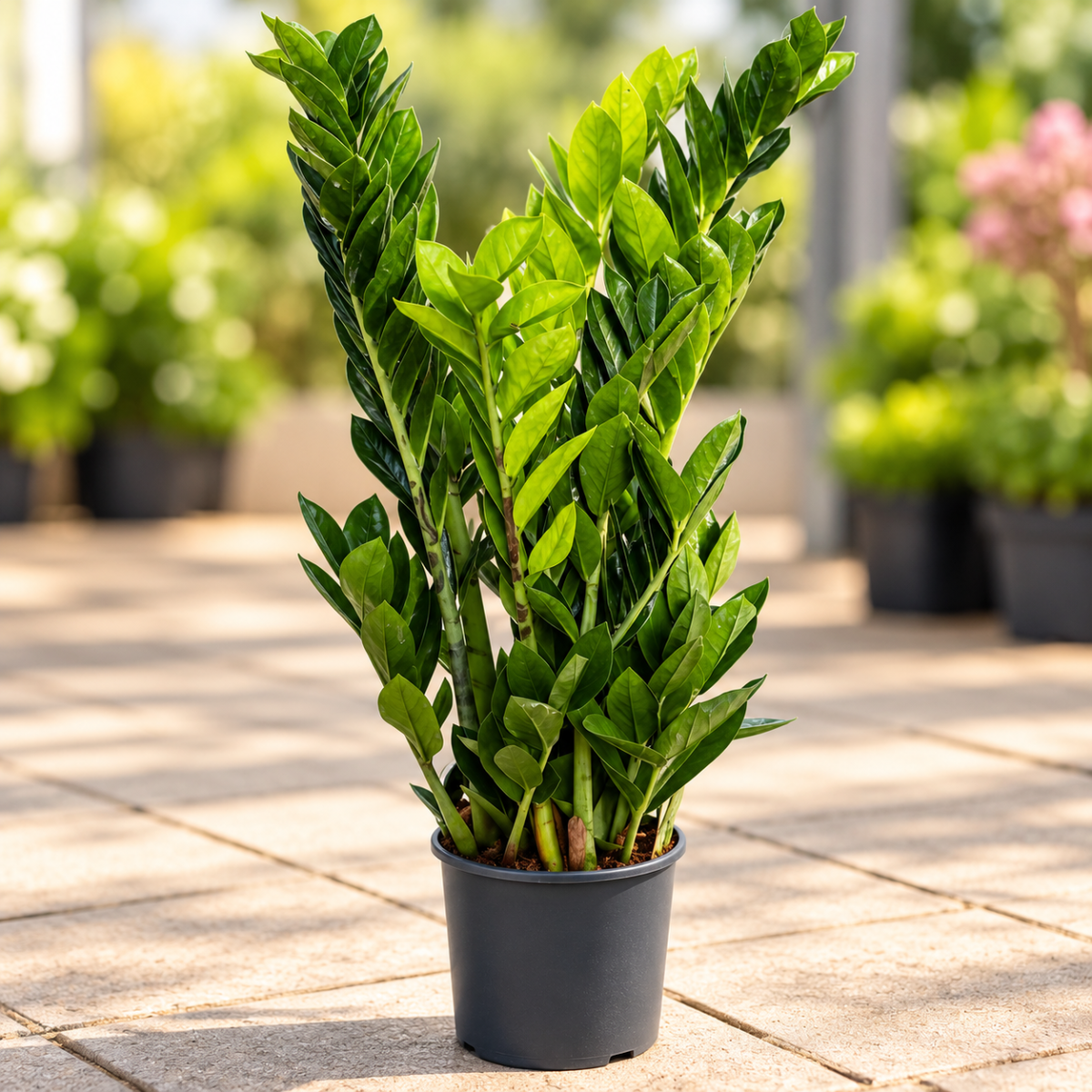 ZAMIOCULCAS
