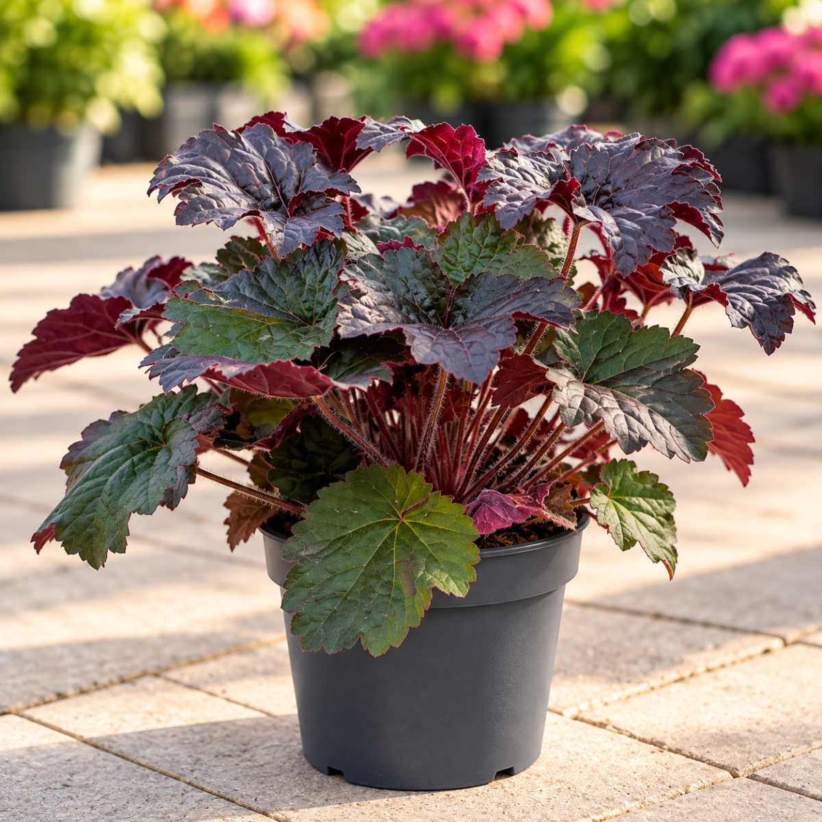 HEUCHERA