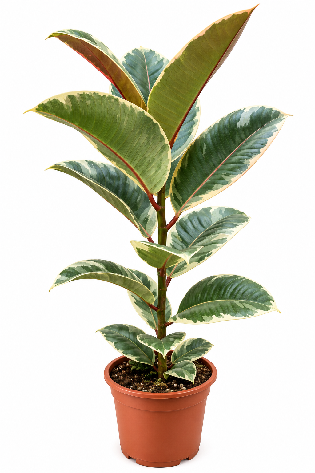 FICUS ELASTICA – GUMIJEVAC