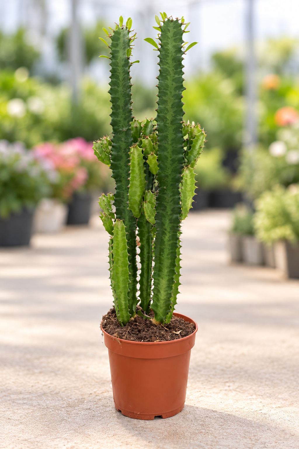 EUPHORBIA TRIGONA D12